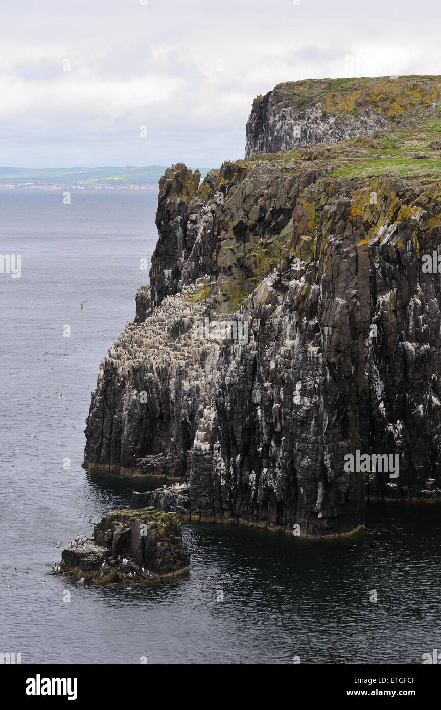 Les oiseaux de mer colonisent les falaises à pic de l'île de mai sur la côte est de l'Ecosse, Royaume-Uni Banque D'Images