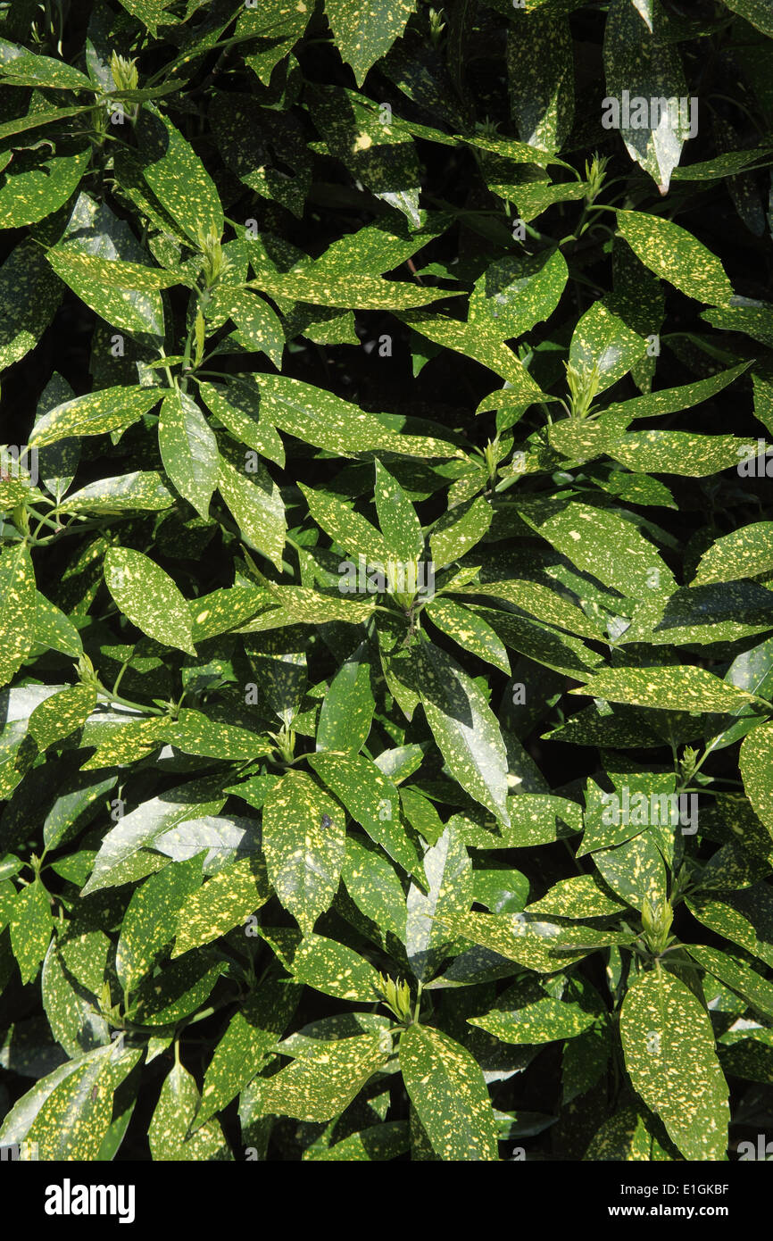 Aucuba japonica arbuste laurier repéré close up Banque D'Images