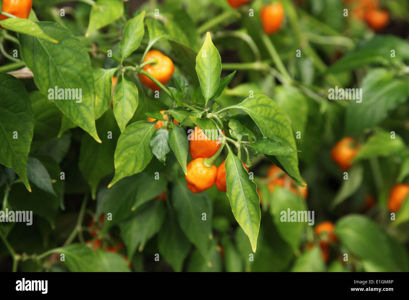 'Capsicum chinense piment Habanero' près de l'usine de mûrissement des fruits Banque D'Images