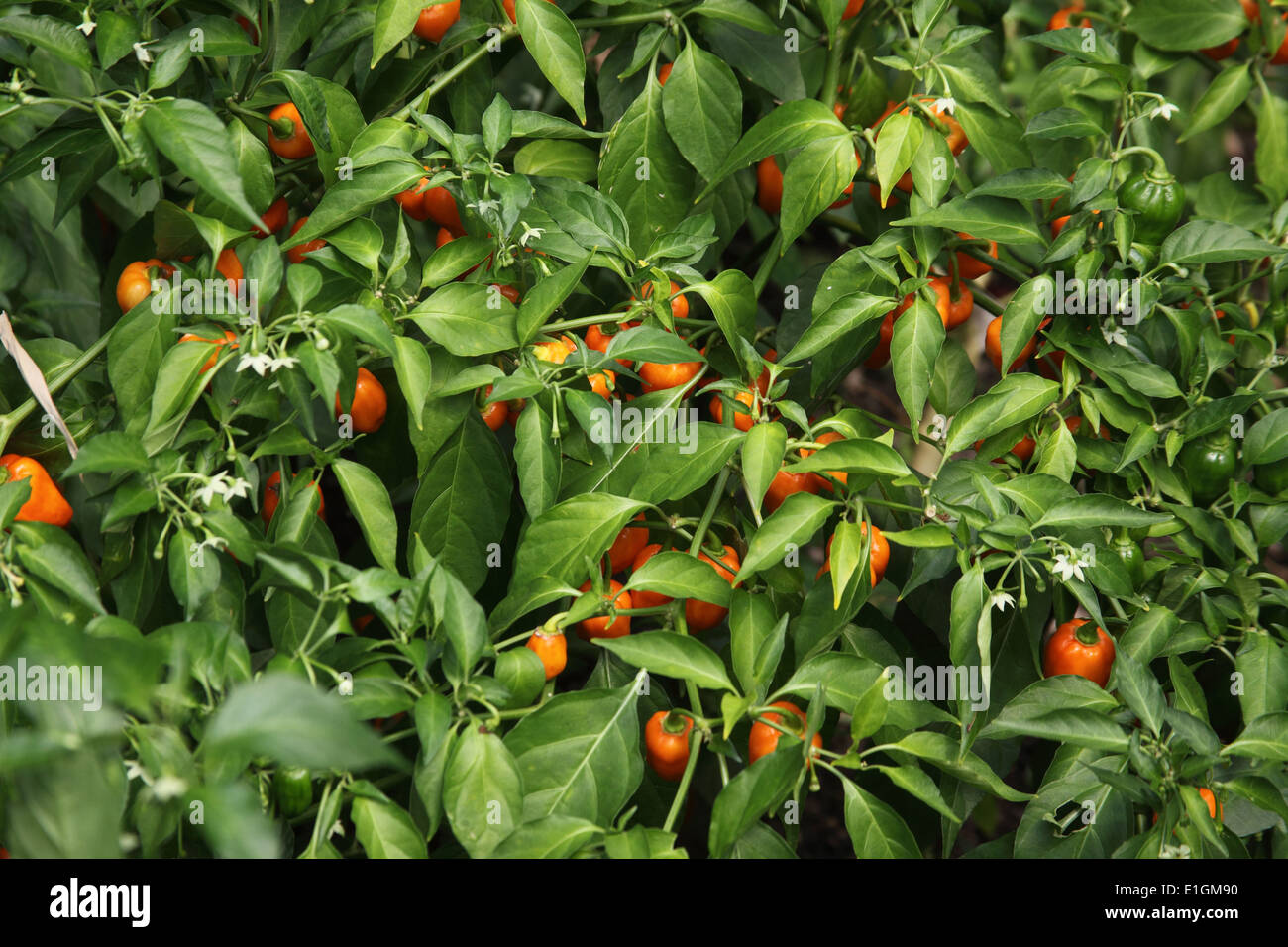 'Capsicum chinense piment Habanero' plante à maturation des fruits Banque D'Images