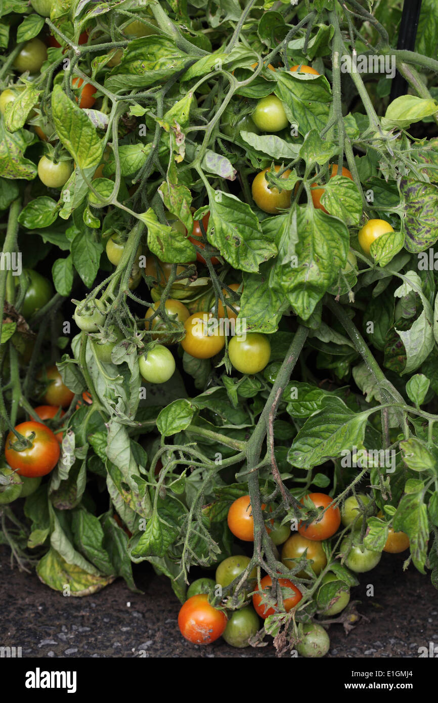 Lycopersicum esculentum 'Tumbler' plant de tomate avec des fruits mûrs Banque D'Images