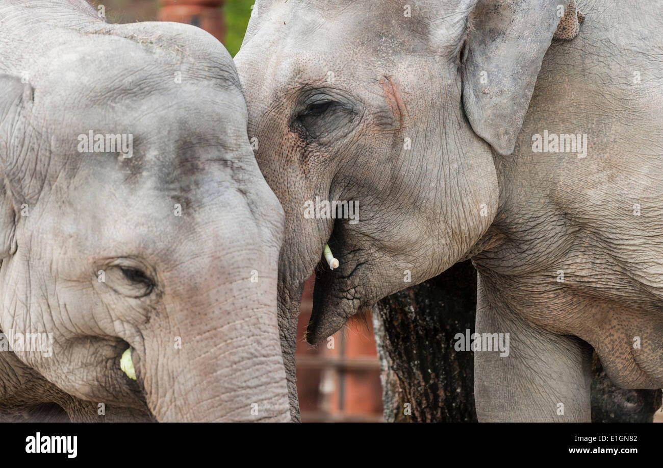 Zurich, Suisse. 4 juin 2014. Les éléphants du zoo de Zurich sont flâner dans leur nouvelle maison et la nouvelle attraction du zoo : 'Kaeng Krachan' elephant park, les 10'000 mètres carrés paysage artificiel sous un dôme spectaculaire permet aux visiteurs d'observer les éléphants presque comme dans leur habitat naturel. Crédit : Erik Tham/Alamy Live News Banque D'Images