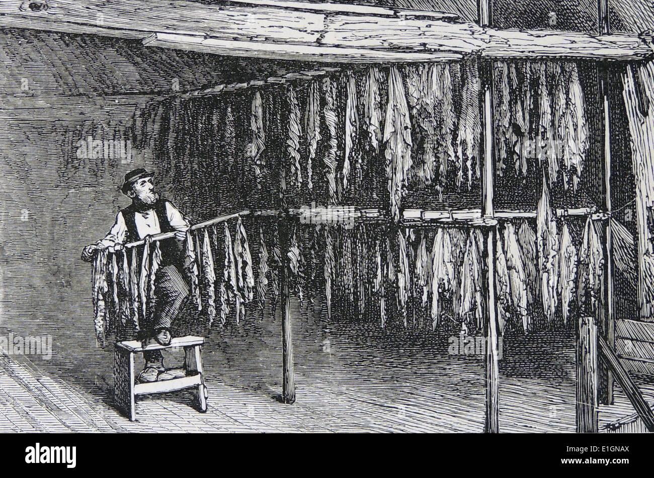 La culture du tabac dans le Kent, Angleterre : raccrocher les feuilles à sécher. Londres, 1886 Gravure. Banque D'Images