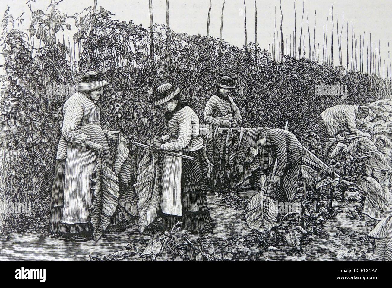 La culture du tabac dans le Kent, Angleterre : choisir la feuille. Londres, 1886 Gravure. Banque D'Images