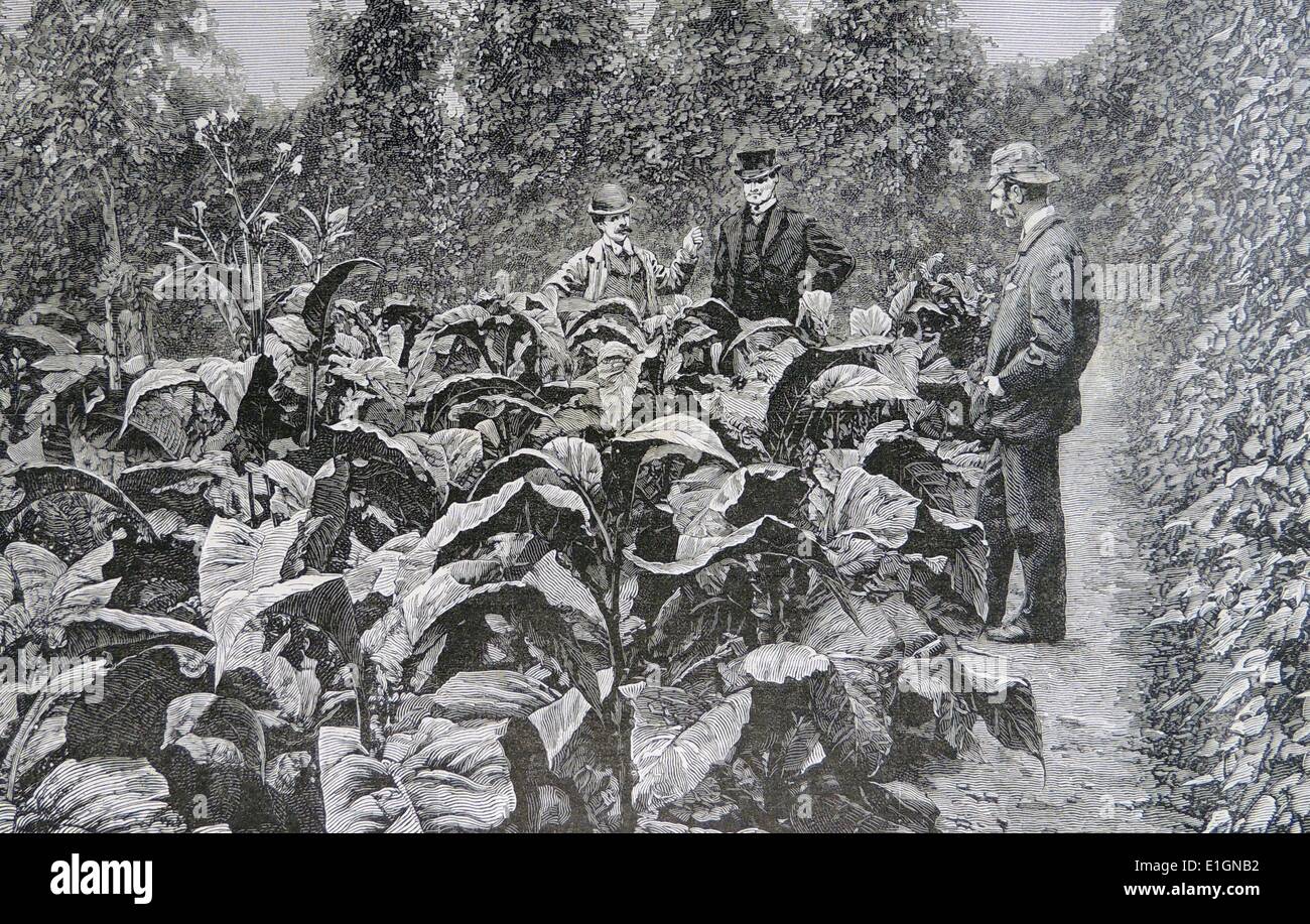 La culture du tabac dans le Kent, Angleterre : l'inspection de la récolte dans le champ. La gravure, Londres, 1886. Banque D'Images