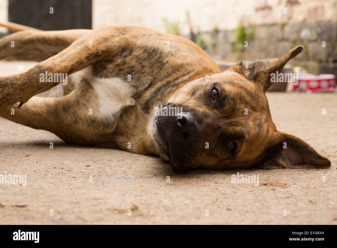 Mignon chien reposant à l'extérieur Banque D'Images