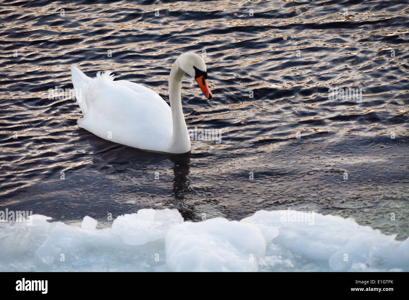 Un cygne nageant dans l'eau glacée en hiver. Banque D'Images