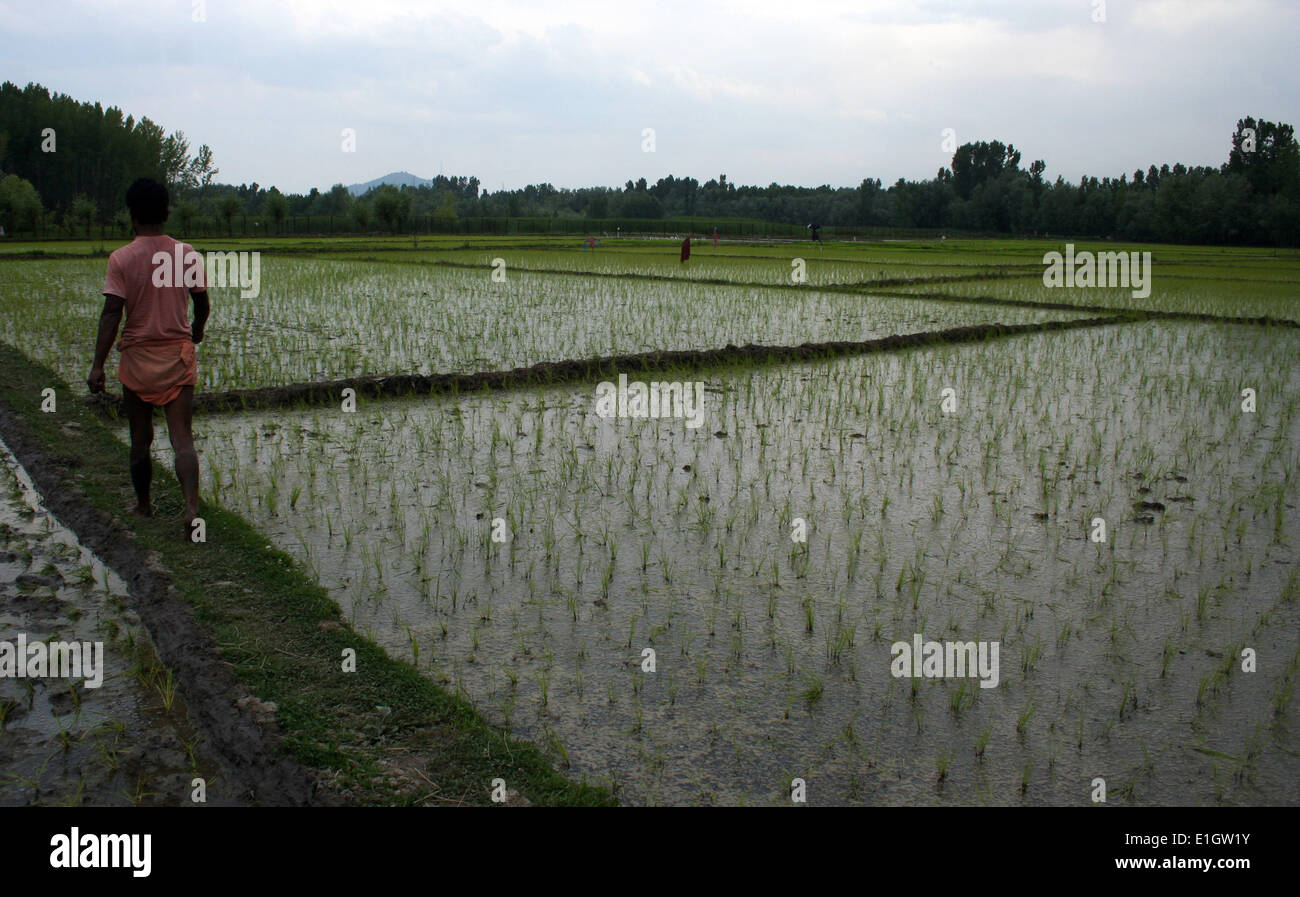 Srinagar, Cachemire sous administration indienne. 04 Juin 2014 : les agriculteurs du Cachemire - la cheville de profondeur dans la boue des rizières de riz Riz transplantation plants durant la saison en montrant des jupes de Srinagar, la capitale d'été du Cachemire indien capitale de l'Inde , le ministère de l'Agriculture du cachemire est préoccupé par l'urbanisation rapide sur les rizières. En dépit d'une interdiction de la vente de rizières pour fins résidentielles ou commerciales, d'immenses colonies ont trouvé sur les champs . ( © Sofi Suhail/Alamy Live News ) Banque D'Images