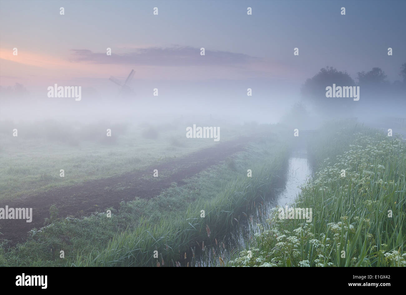 Fleurs sauvages et moulin dans un épais brouillard matinal, Pays-Bas Banque D'Images