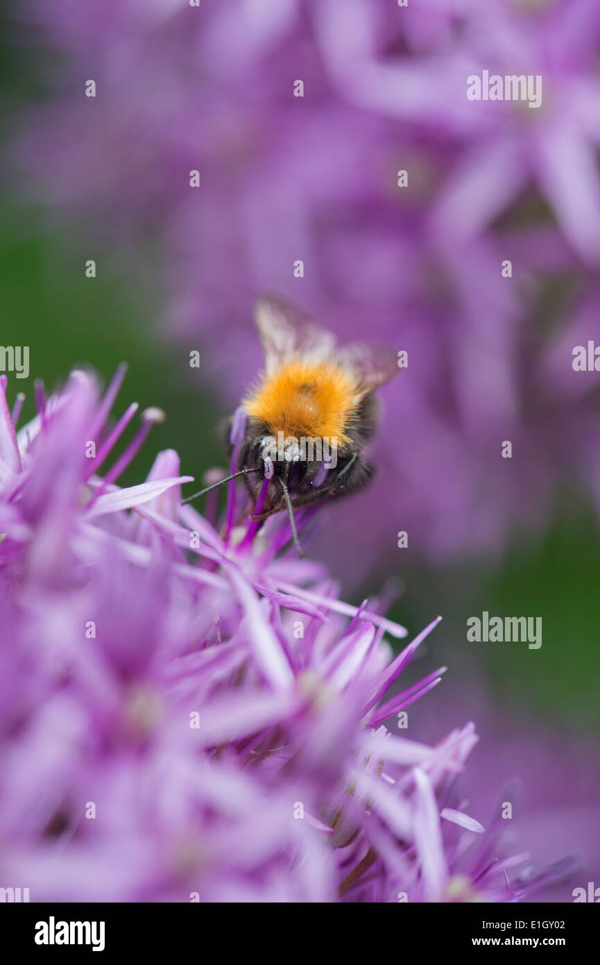 Bombus Hypnorum. L'arbre d'un nectar de collecte de bourdon fleur d'Allium Banque D'Images