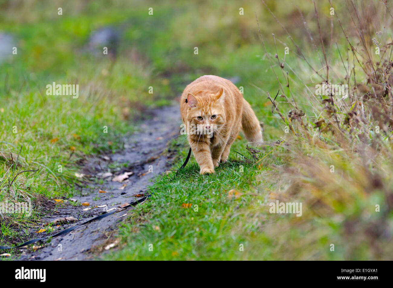 Chat rouge promenades dans la ligne à l'automne l'herbe sur une laisse juste à vous Banque D'Images