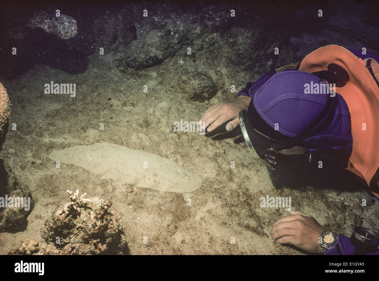 L'examen de plongeur Poissons plats sur le plancher océanique, nuit - Mer Rouge. Banque D'Images