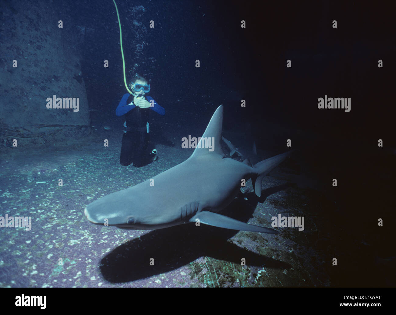 Garçon de neuf ans avec plongées requin (Carcharhinus obscurus), l'observatoire sous-marin d'Eilat, Israël. Banque D'Images