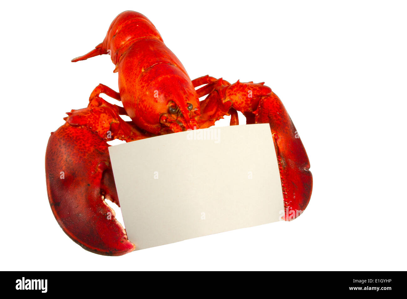 Homard entier holding a blank fiche ou carte menu isolated on white Banque D'Images