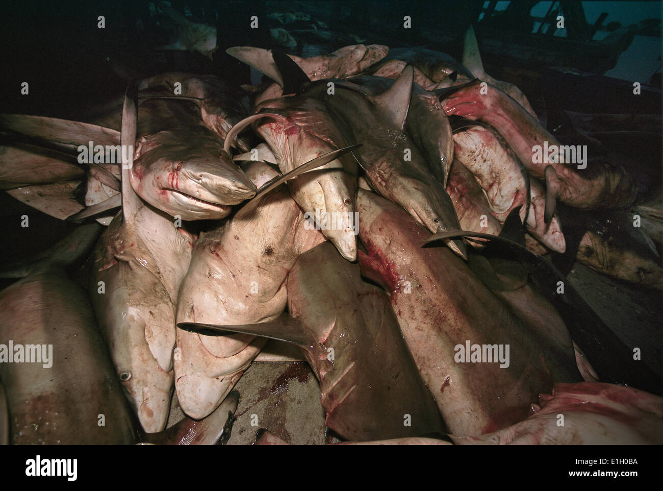 Tas de requins par la pêche aux lignes de voyage (Thoothoor les pêcheurs de requins), Cochin - Inde. Banque D'Images