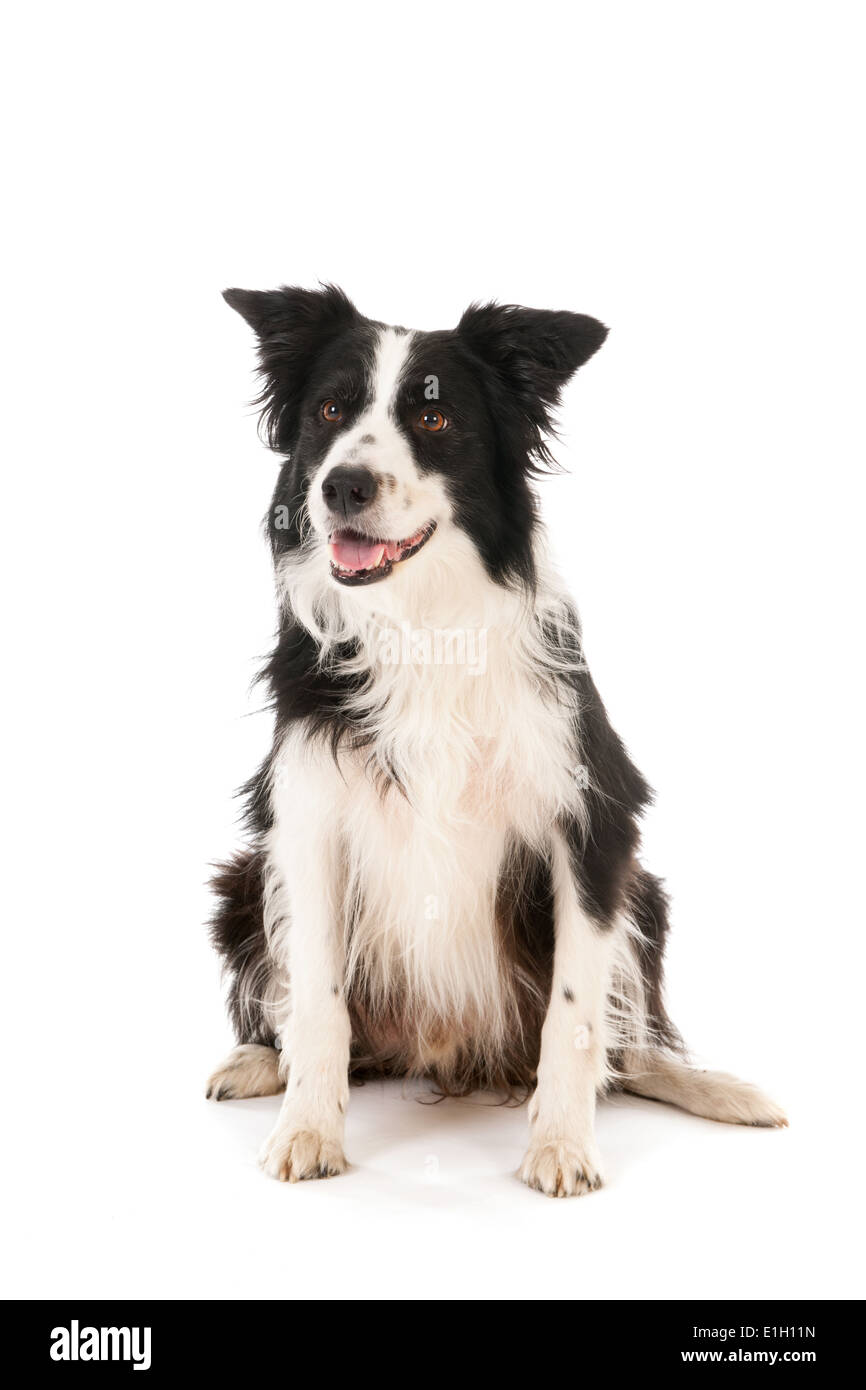 Border Collie isolé sur fond blanc Banque D'Images