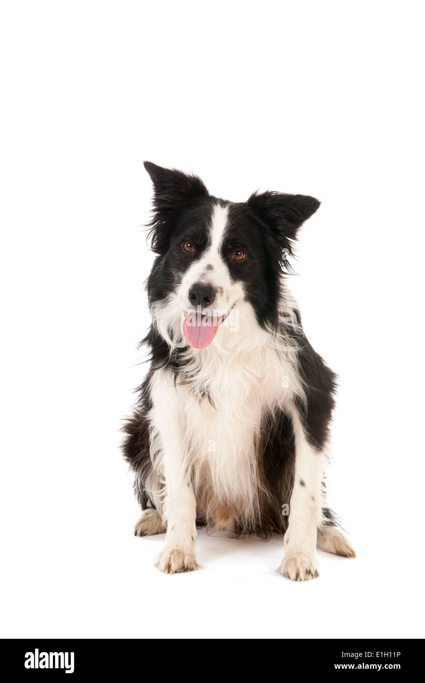 Border Collie isolé sur fond blanc Banque D'Images