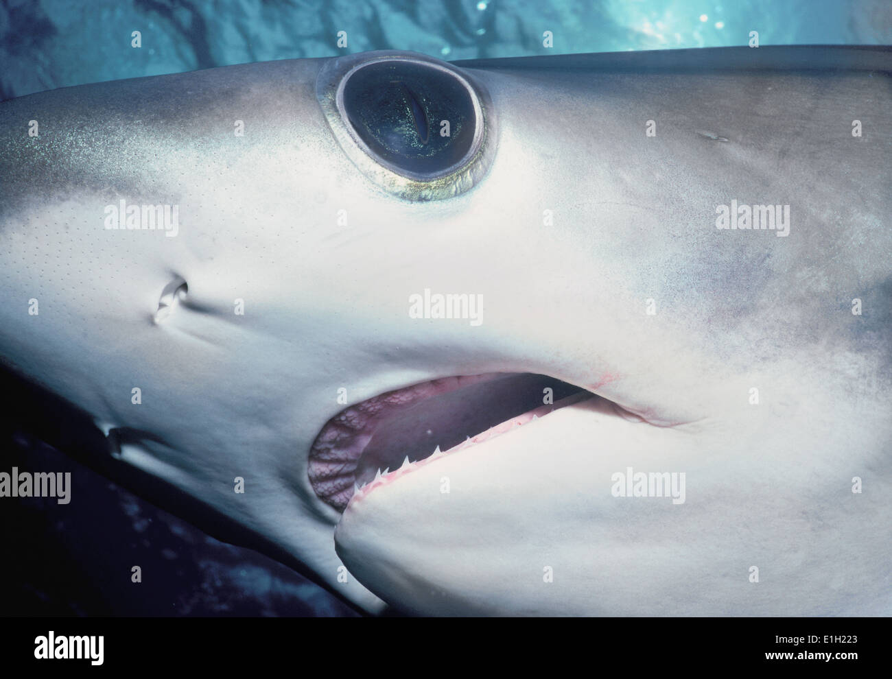 Face du requin (Aliopas superciliosus), l'île Cocos, Costa Rica - Océan Pacifique. Banque D'Images