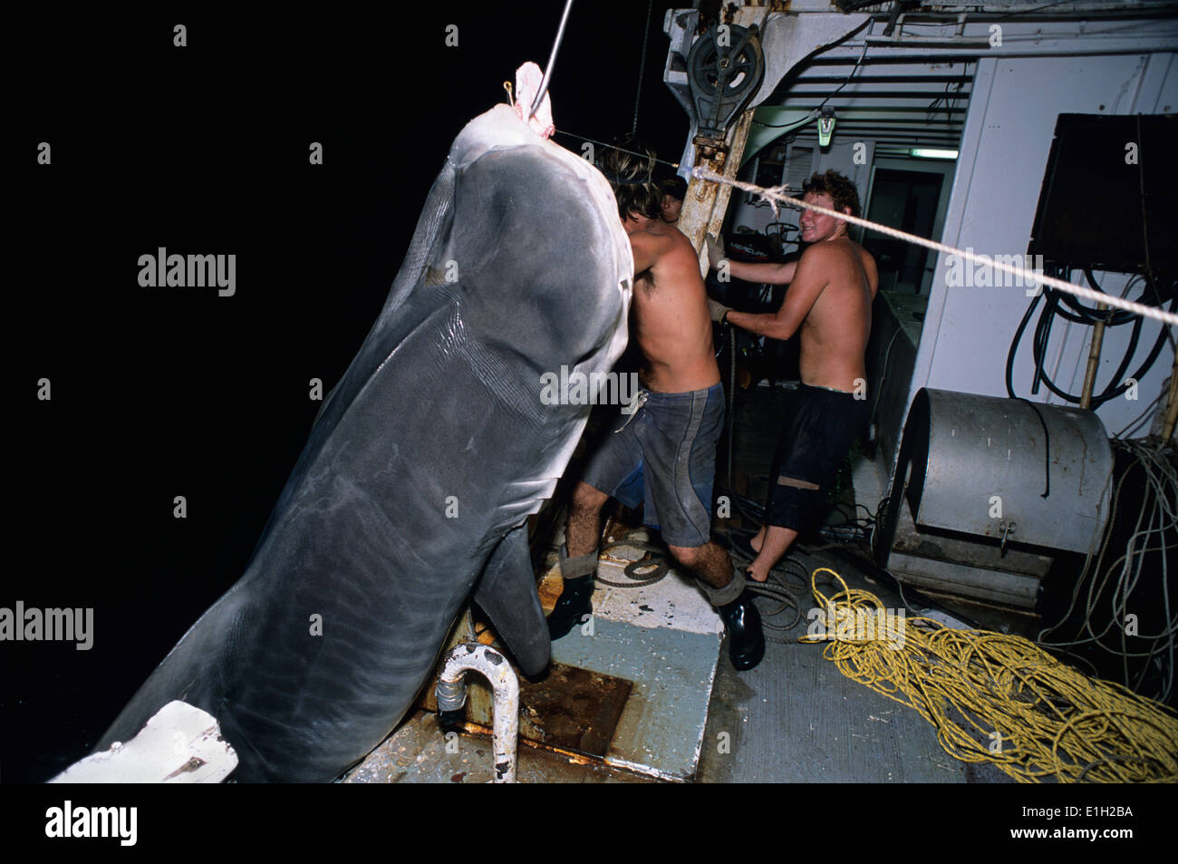 En tirant le requin tigre (Galeocerdo cuvier) la nuit - à la pêche aux requins, Exmouth, Australie - l'Océan Indien. Banque D'Images