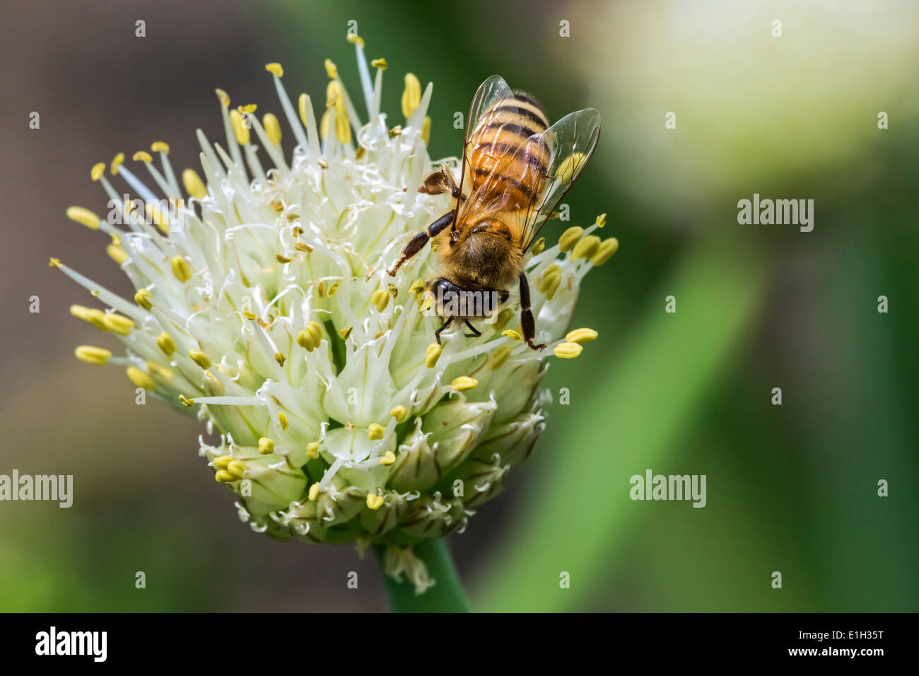 'Abeille à miel /'abeilles (Apis mellifera) la collecte de nectar de fleur Banque D'Images