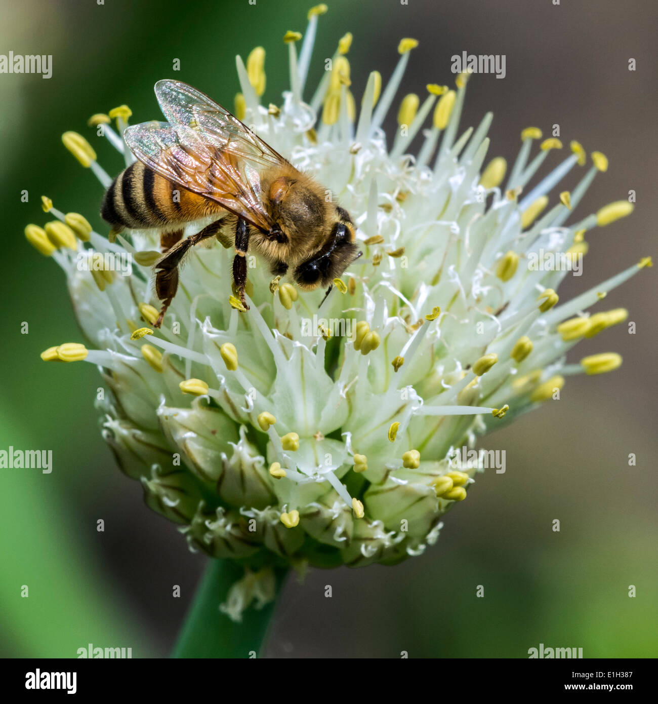 'Abeille à miel /'abeilles (Apis mellifera) la collecte de nectar de fleur Banque D'Images