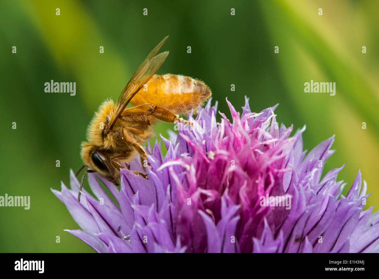 L'Italien Cordovan abeille (Apis mellifera ligustica), sous-espèce de l'ouest de l'abeille (Apis mellifera) la collecte de nectar Banque D'Images