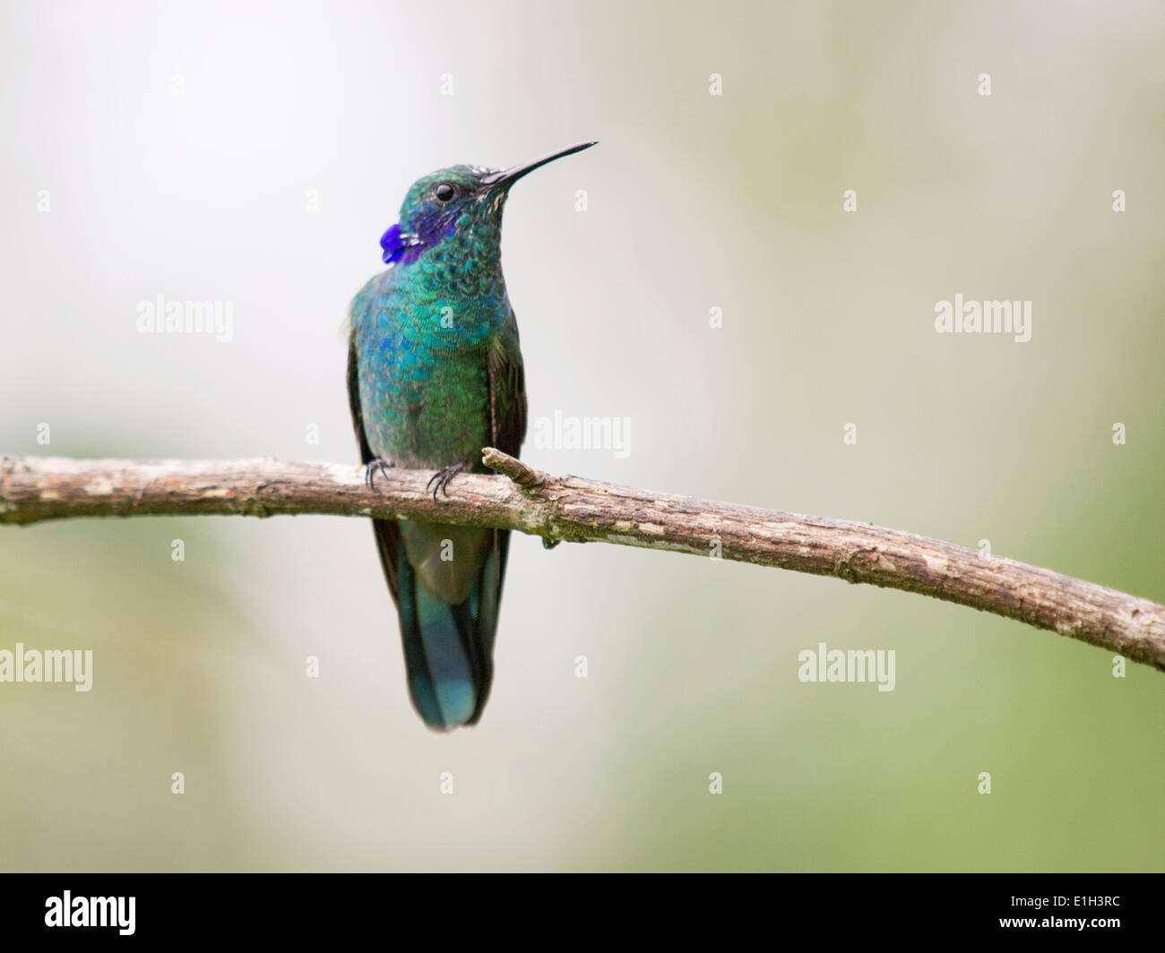 Colibri coruscans violetear, mousseux, Minca, Magdalena, Colombie Banque D'Images