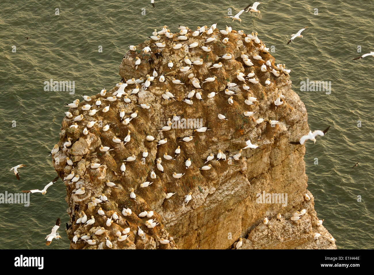 Bassan sur rock, Yorkshire, Angleterre, de Bempton Banque D'Images