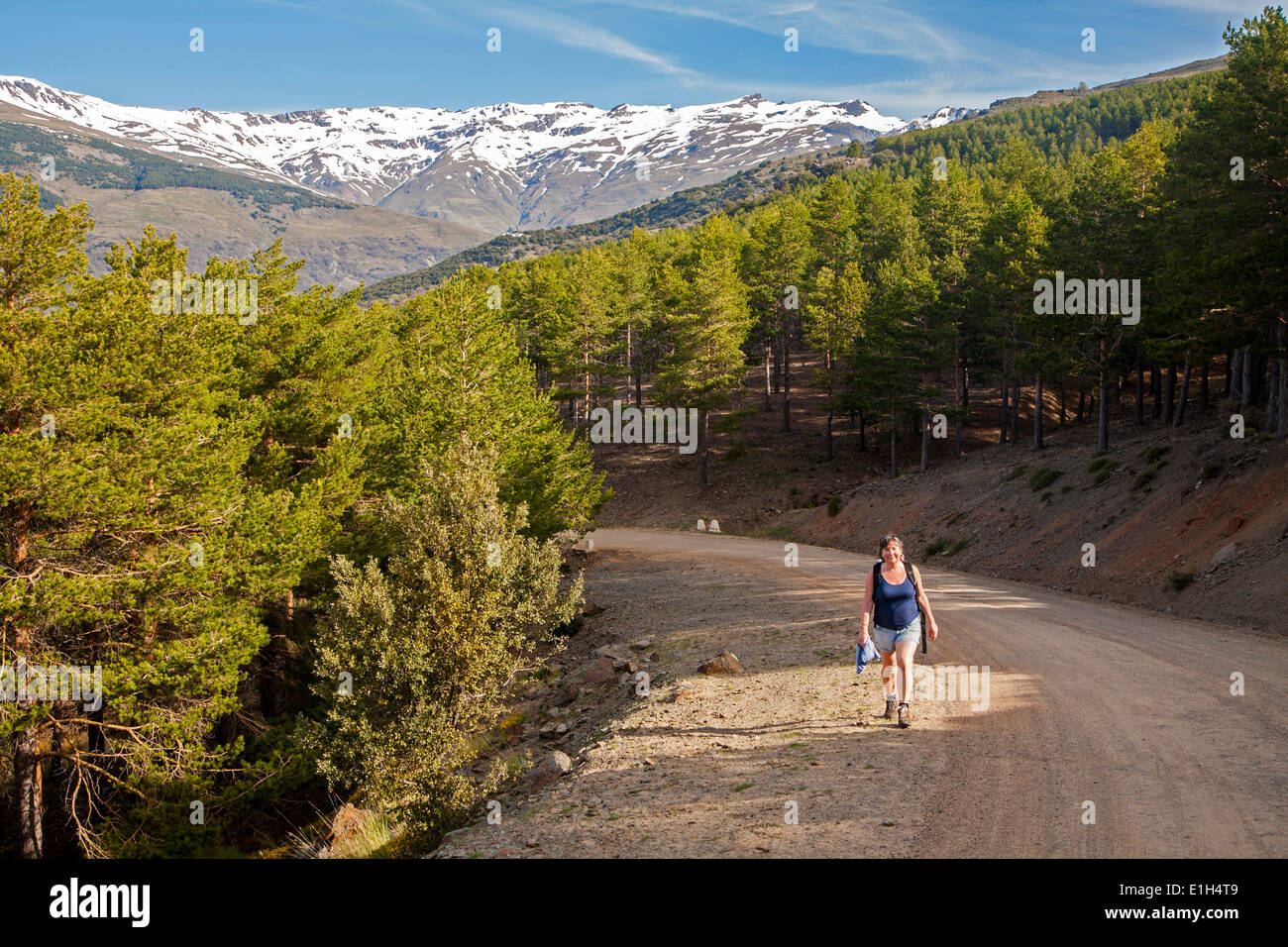 Femme marche dans les montagnes de la Sierra Nevada dans l'Alpujarras élevé, près de Capileira, Province de Grenade, Espagne. Banque D'Images