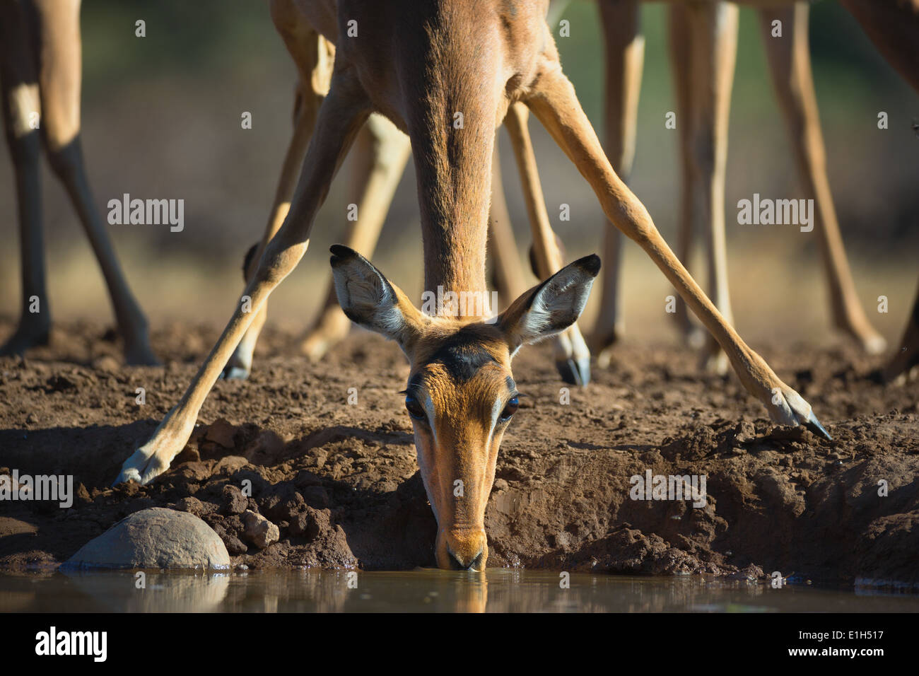 L'Impala (Aepyceros melampus) au point d'eau potable, l'Afrique du Sud Banque D'Images