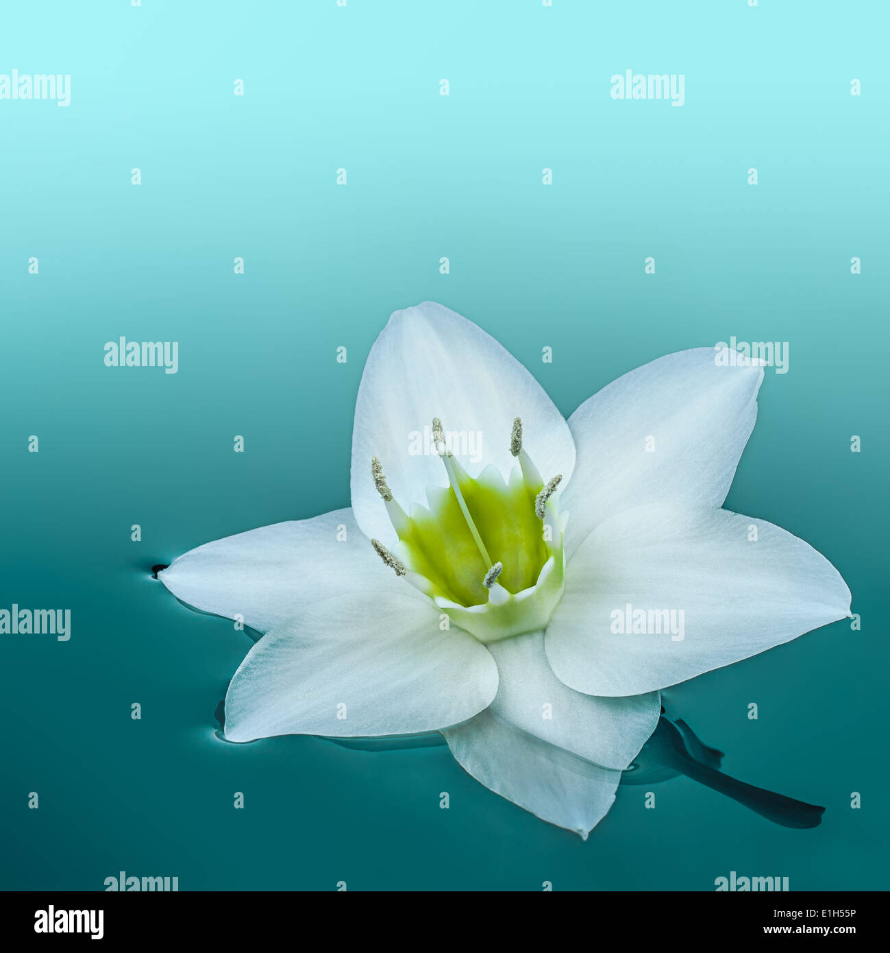 Amazon lily flower blanc voguant sur l'eau turquoise Banque D'Images