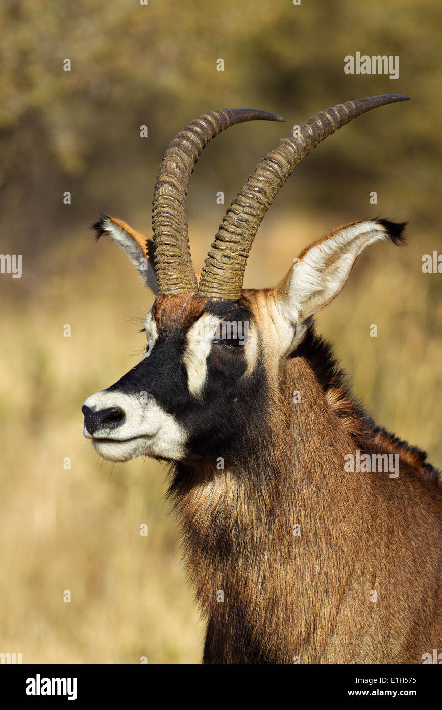 Portrait de l'antilope rouanne (Hippotragus mâle equinus) , Afrique du Sud Banque D'Images