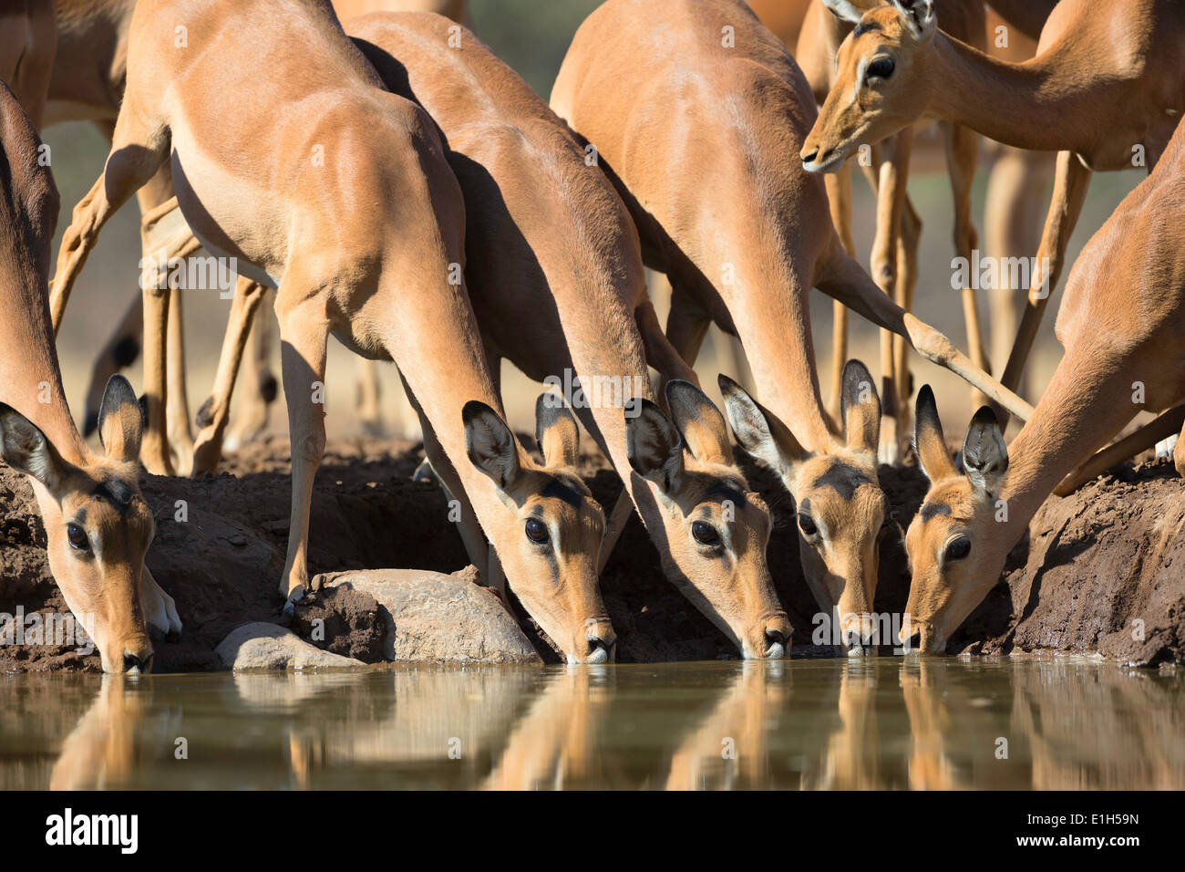 Groupe d'Impala (Aepyceros melampus) au point d'eau potable, l'Afrique du Sud Banque D'Images