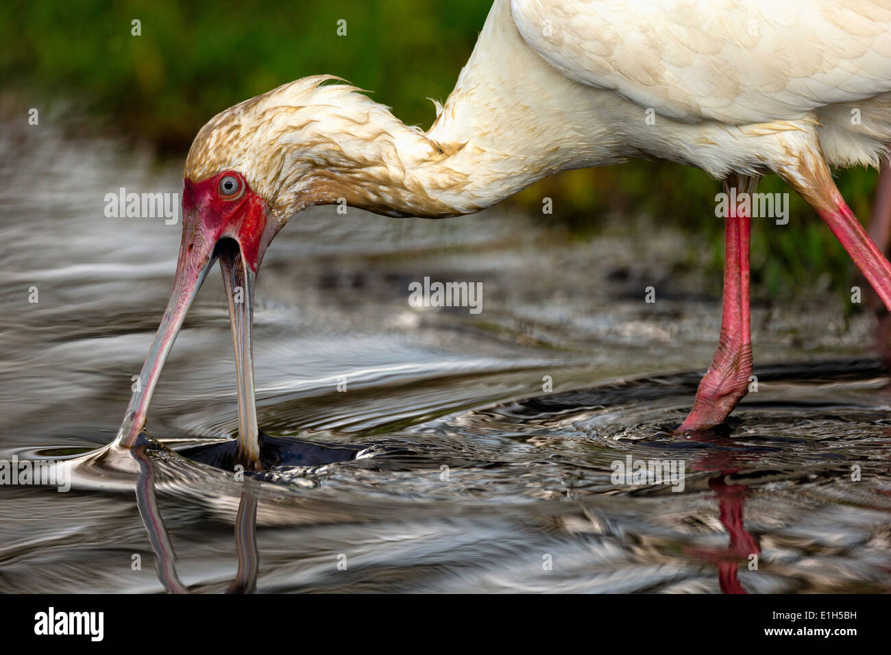 Spatule d'Afrique (Platalea alba) à la recherche de nourriture, Parc national du lac Nakuru, Kenya, Africa Banque D'Images