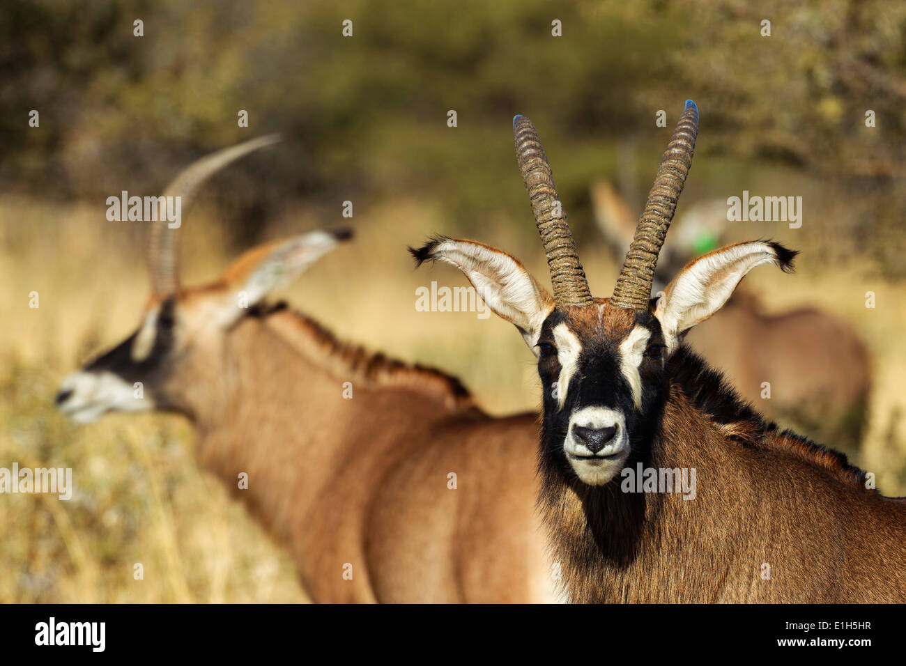 Petit groupe d'antilope rouanne (Hippotragus equinus) , Afrique du Sud Banque D'Images
