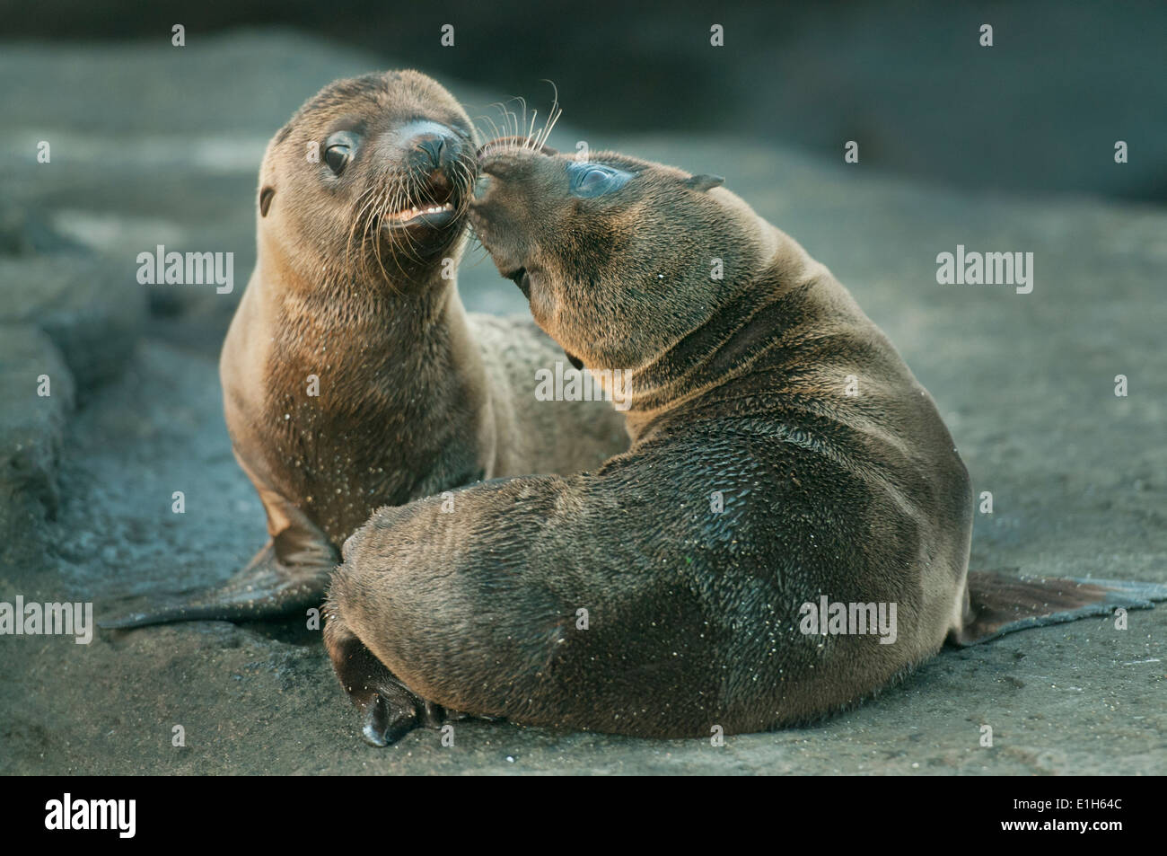 Lion de mer Galapagos (Zalophus wollebaeki, petits), de jeu, de l'île de Santiago, îles Galapagos, Equateur Banque D'Images