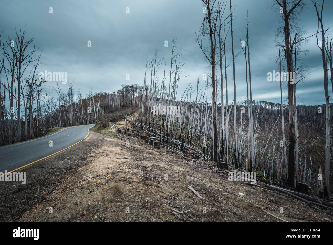 Feu de forêt a ravagé les arbres en direction de Mt Hotham, Victoria, Australie Banque D'Images