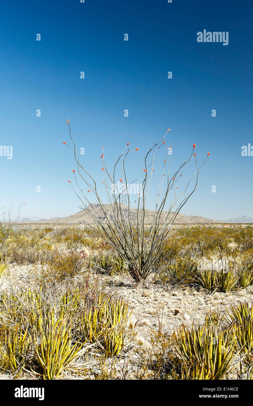 À pointe rouge (Fouquieria splendens ocotillo) et paysage désertique, Big Bend National Park, Texas USA Banque D'Images