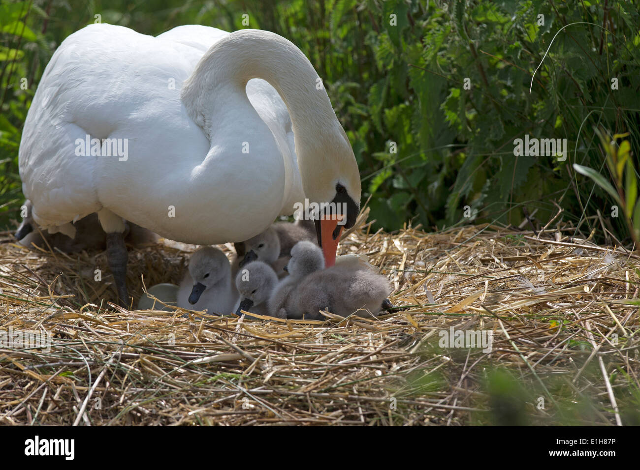 Cygne tuberculé Cygnus olor, avec cygnets sur le nid Banque D'Images