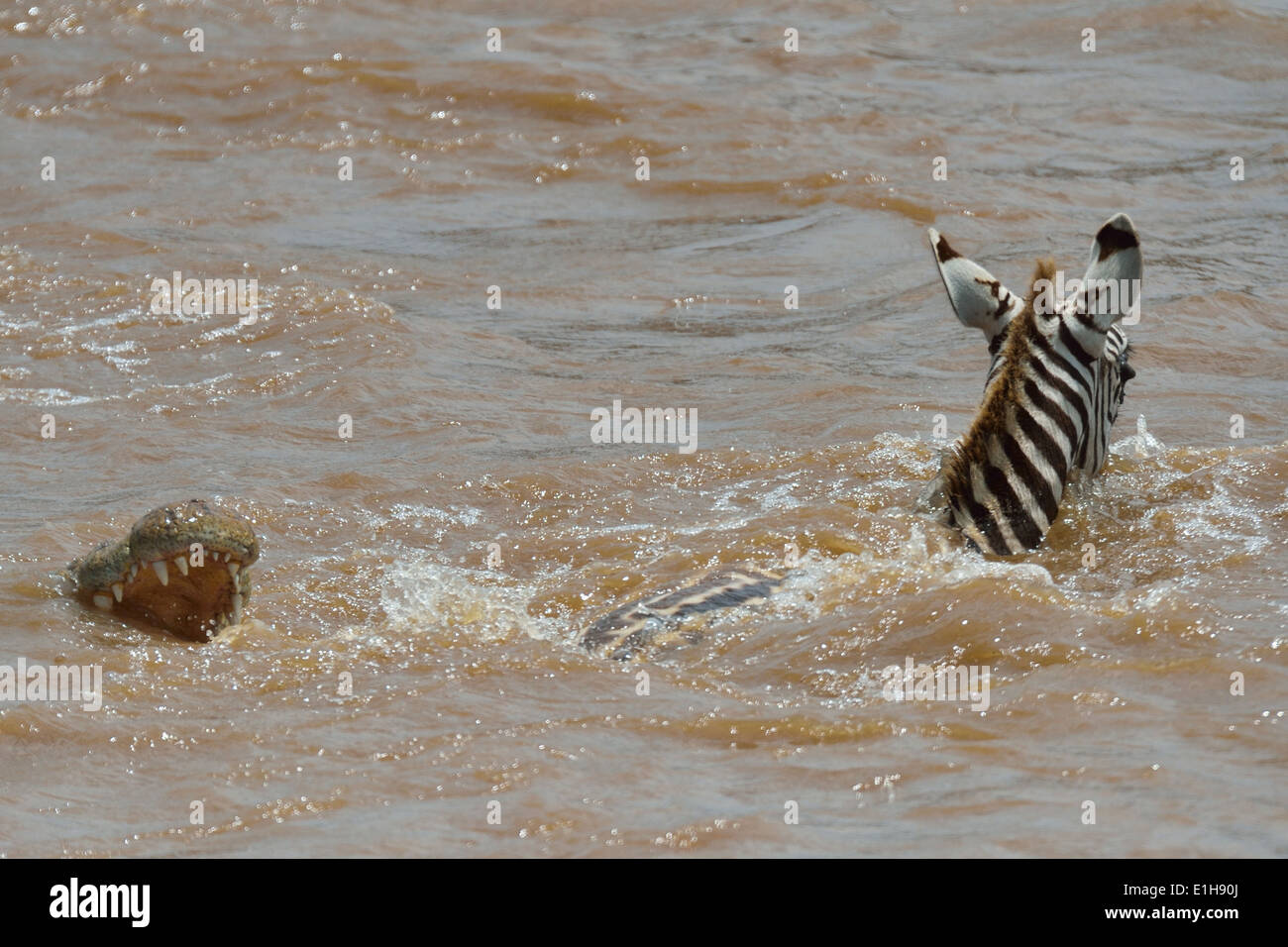 Le zèbre de Burchell (Equus quagga) s'échappe du crocodile du Nil (Crocodylus niloticus) rivière Mara Masaï Mara Triangle Narok Kenya Banque D'Images