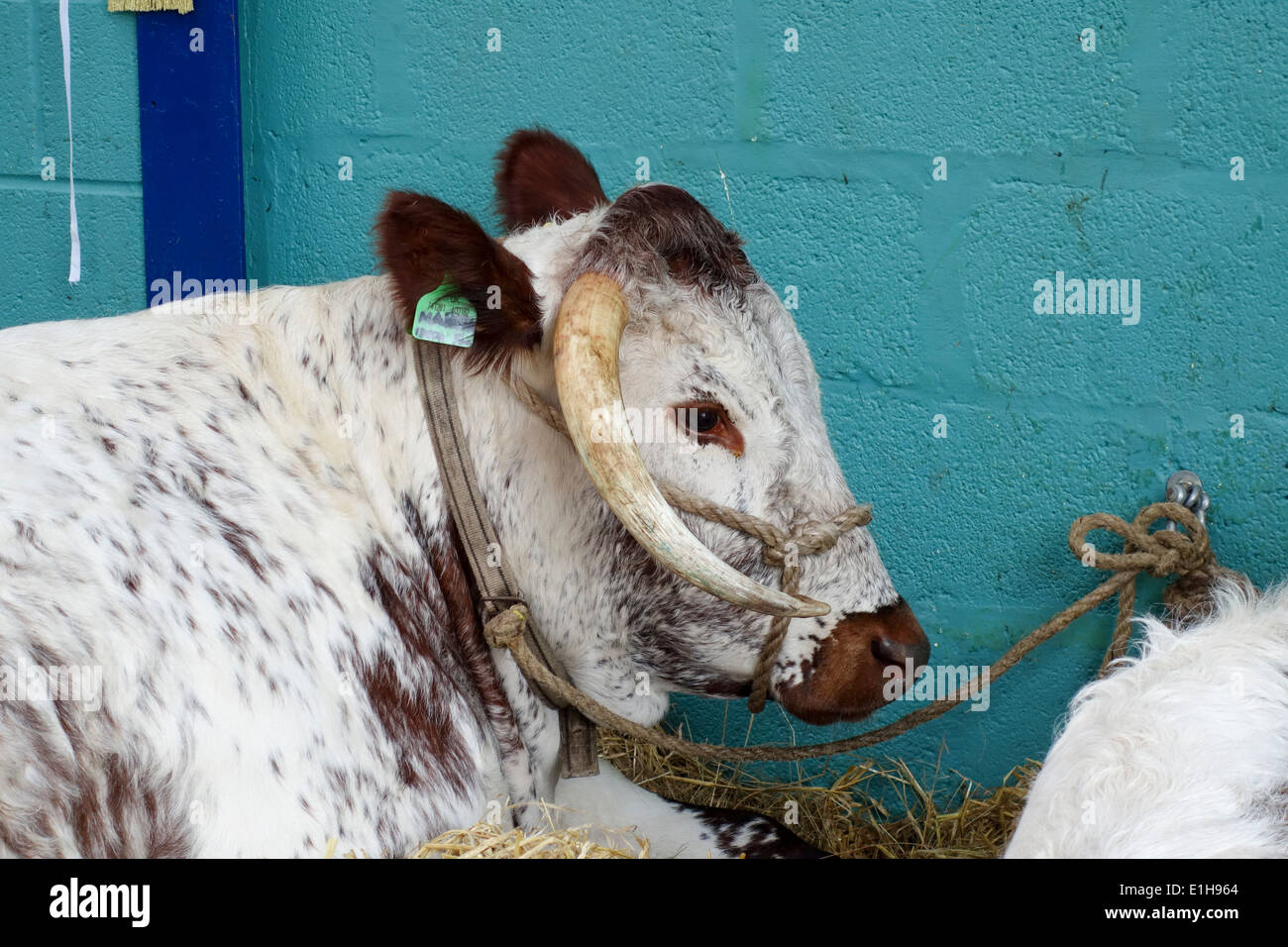 Une vache au Royal Bath and West Show, Shepton Mallet, Somerset, Angleterre, Royaume-Uni Banque D'Images