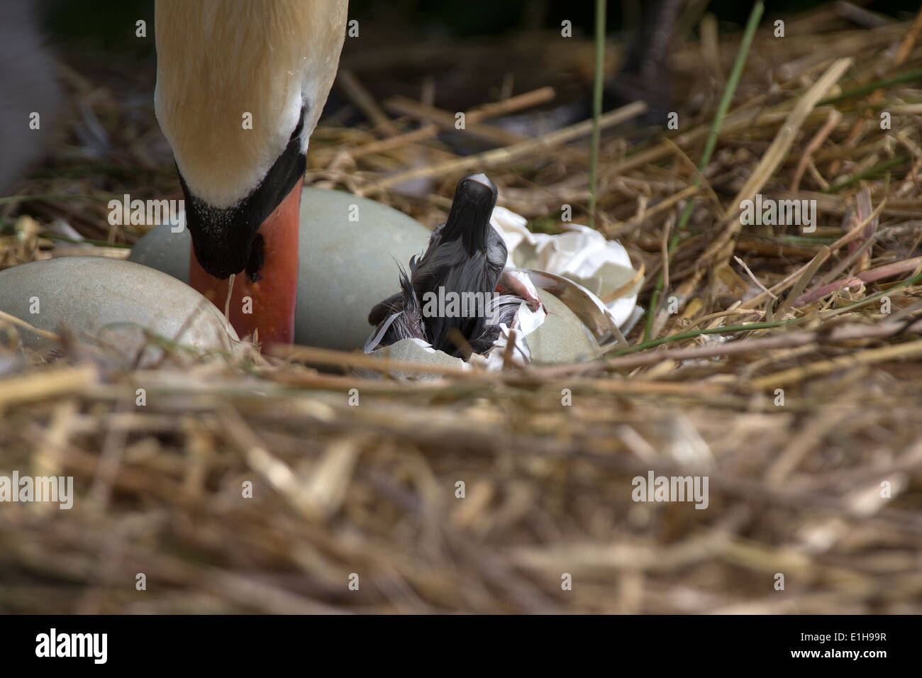 Cygne muet, Cygnus olor cygnet de son oeuf Banque D'Images