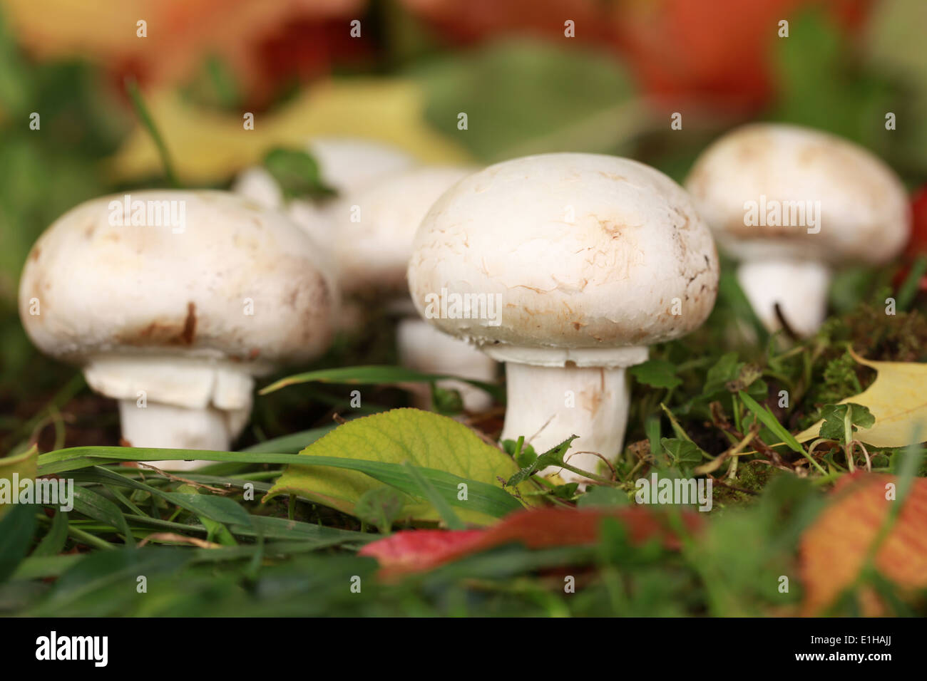 Champignons mûrs dans une forêt en automne Banque D'Images