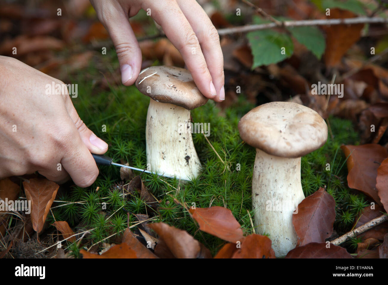Une femme est la collecte de champignons dans les bois Banque D'Images