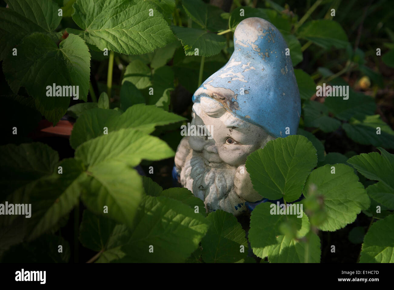 Garden gnome avec chapeau bleu Banque D'Images