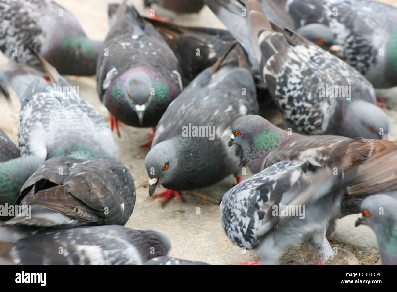 Pigeons d’alimentation Banque D'Images