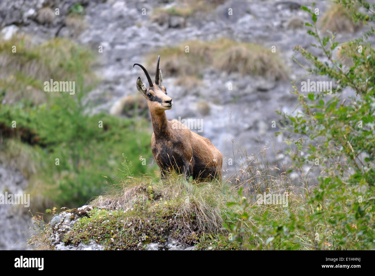 Chamois, Rupicapra rupicapra Banque D'Images