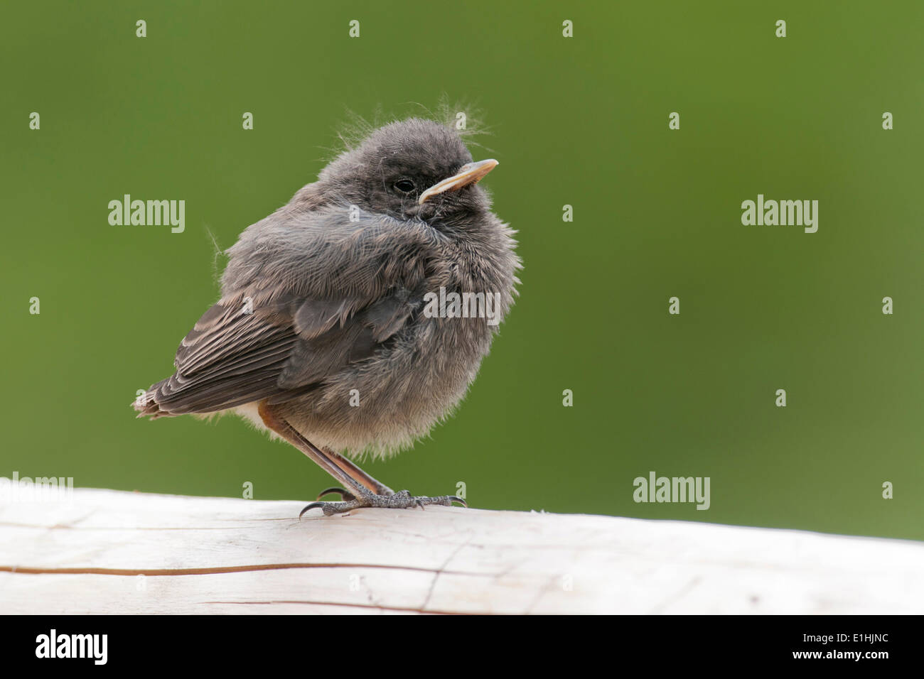 Rougequeue noir (Phoenicurus ochruros), jeune oiseau, Tyrol, Autriche Banque D'Images