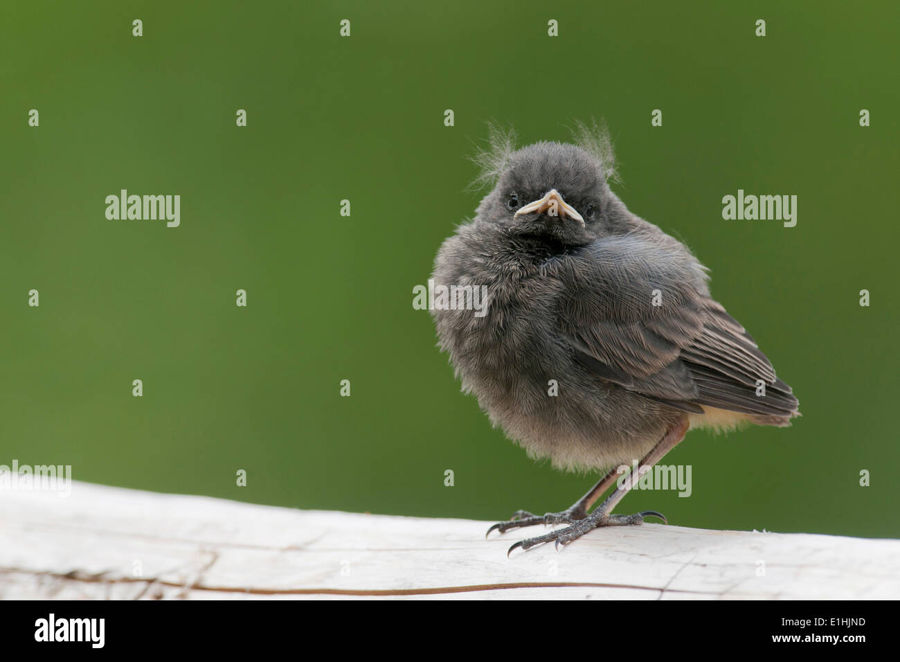 Rougequeue Noir Phoenicurus Ochruros Jeune Oiseau Tyrol