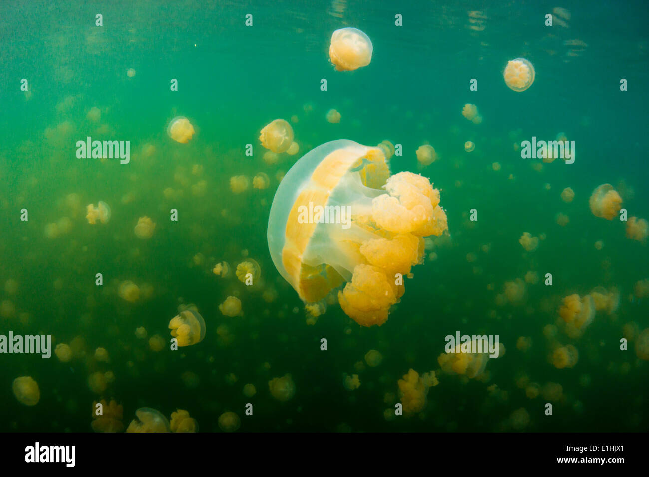 Golden méduses ou méduses Mastigias Papua (Papou), Jellyfish lake, lac d'eau salée intérieure, Eil Alcm ou Mecherchar, Palau Banque D'Images
